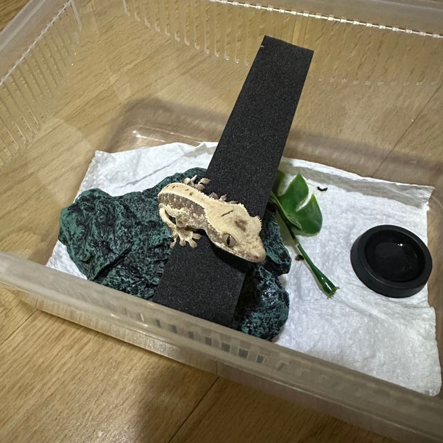 릴리화이트 크림 화이트