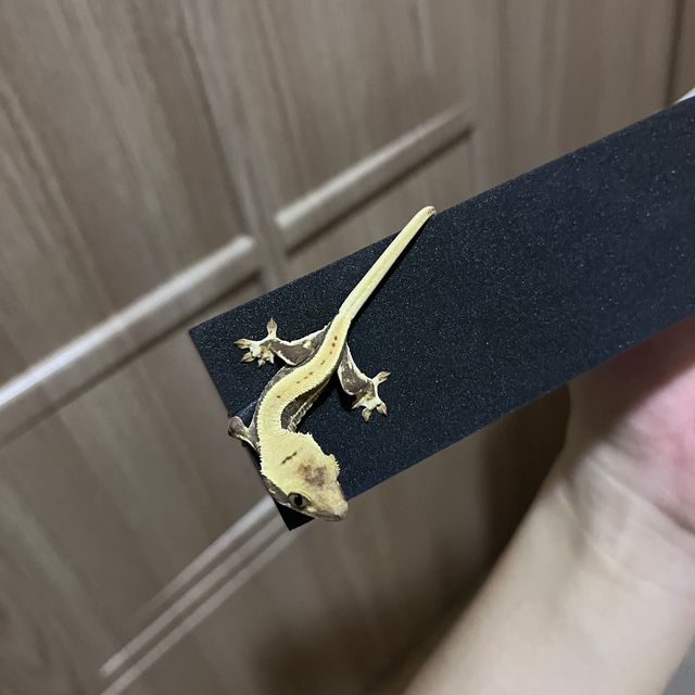 릴리화이트 크림 화이트
