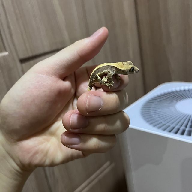 릴리화이트 크림 화이트