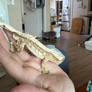 노멀 풀핀 크림시클 크림