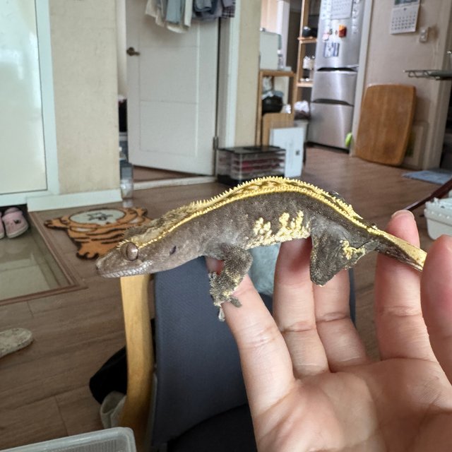 100%헷아잔틱 풀핀 익스트림할리퀸