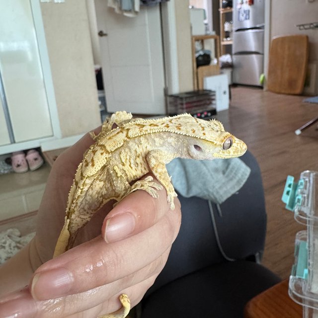 노멀 트라이 익스트림할리퀸 풀핀 옐로우