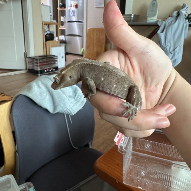 아잔틱 패턴리스