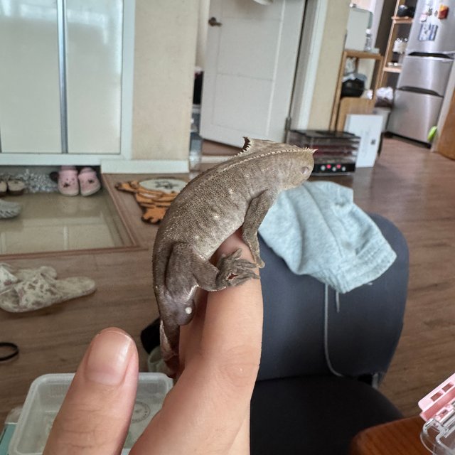 아잔틱 패턴리스