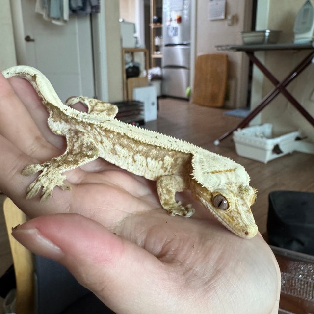 노멀 풀핀 크림시클 크림