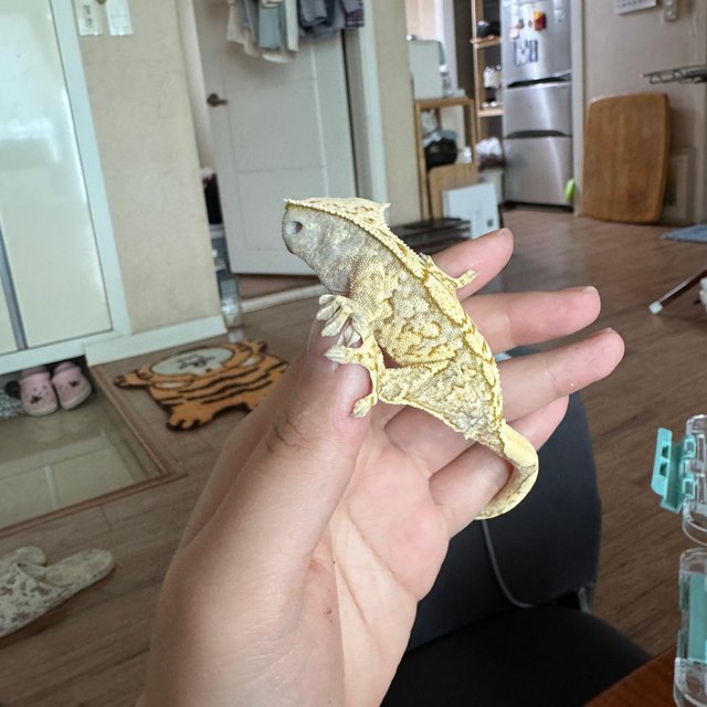 노멀 트라이 익스트림할리퀸 풀핀 옐로우