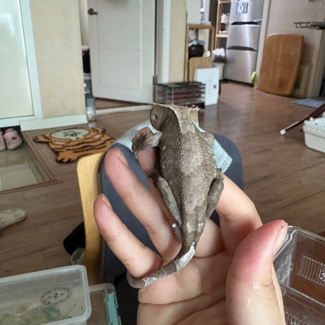 아잔틱 패턴리스