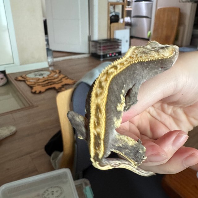 100%헷아잔틱 풀핀 익스트림할리퀸