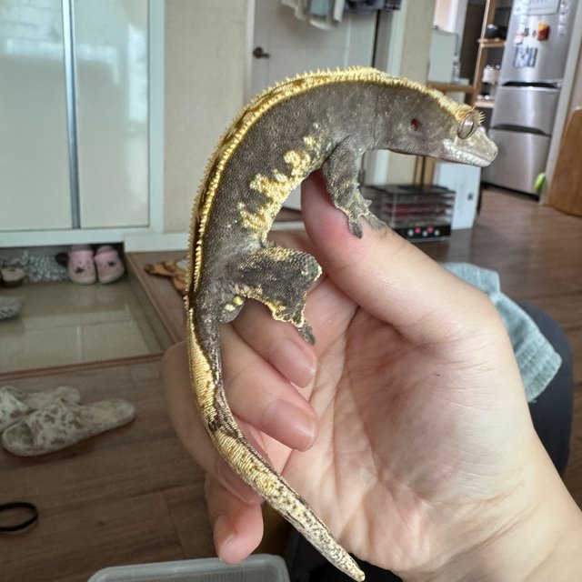 100%헷아잔틱 풀핀 익스트림할리퀸