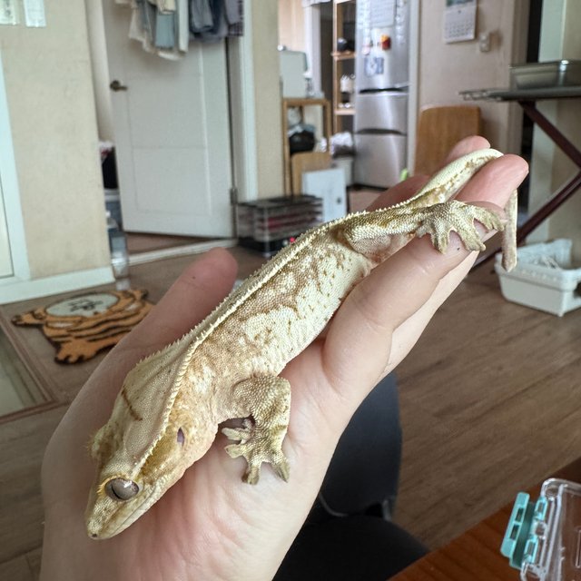 노멀 풀핀 크림시클 크림