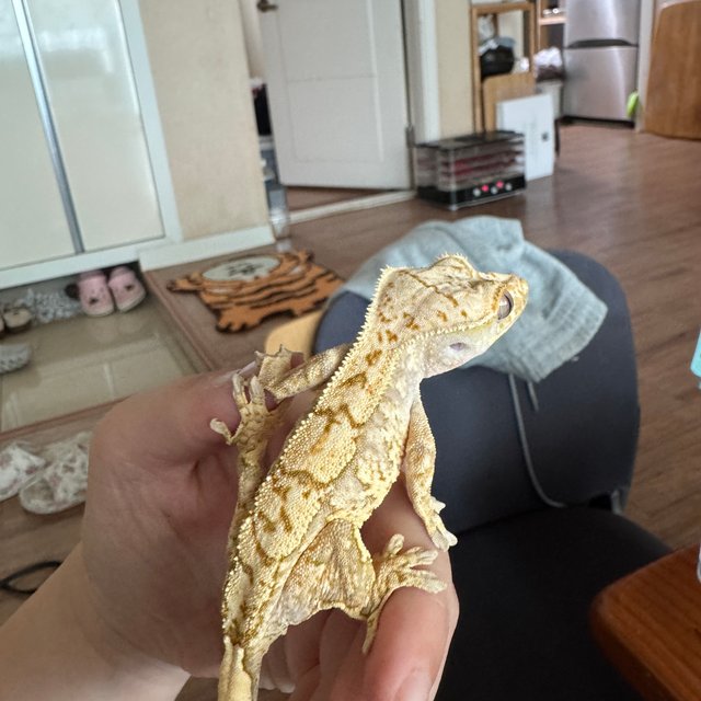 노멀 트라이 익스트림할리퀸 풀핀 옐로우