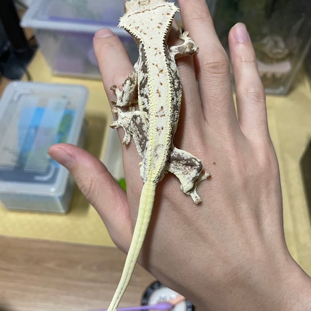 릴리화이트 화이트 풀핀 쿼드