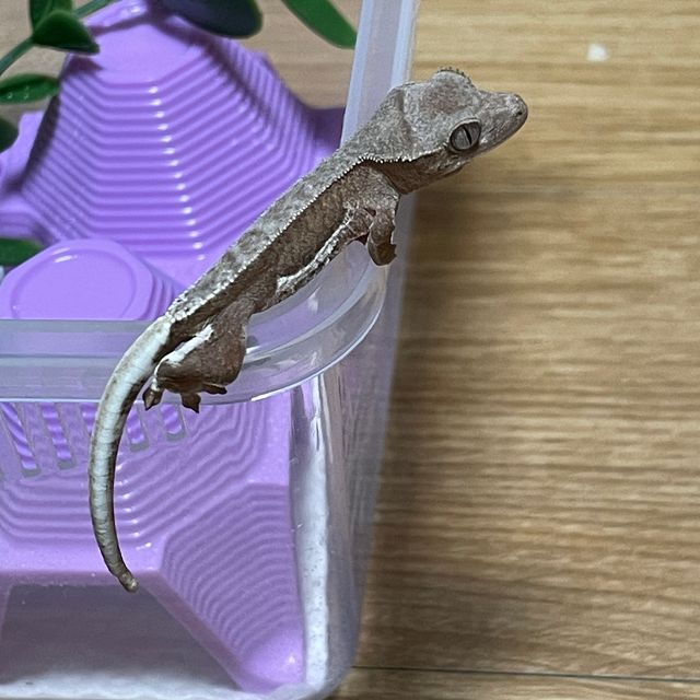 팬텀