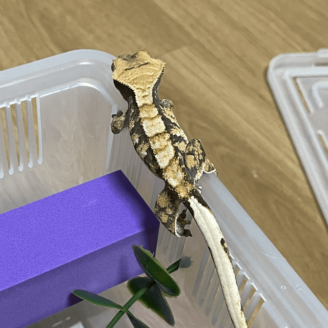 트라이 노멀 화이트포트홀 타이거