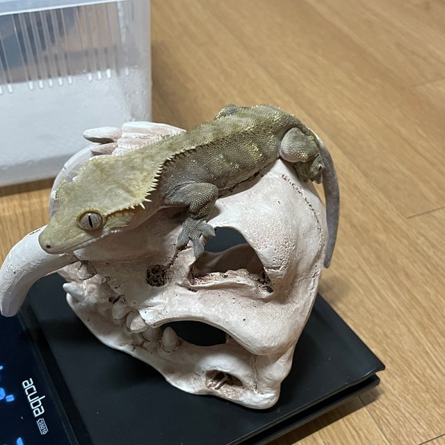 노멀 바이 팬텀 패턴리스 벅스킨 화이트포트홀