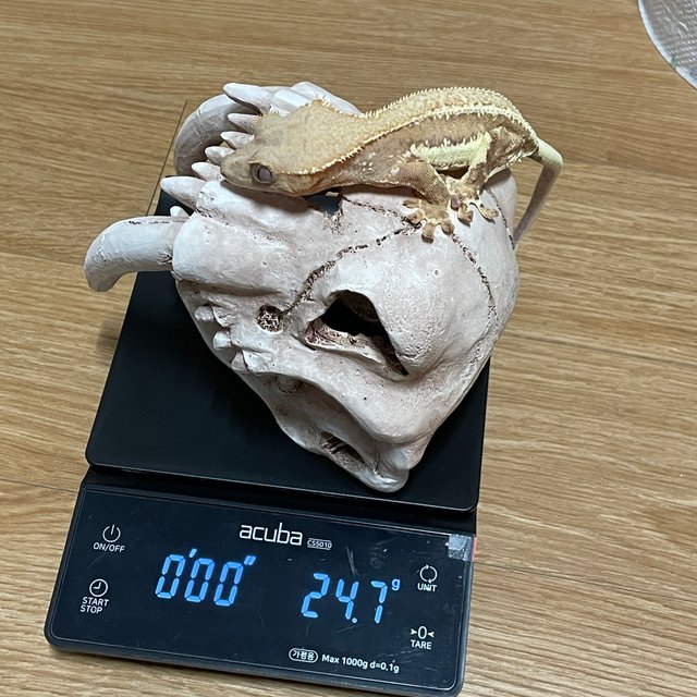 릴리화이트 팬텀 풀핀 쿼드 핀스트라이프 레드