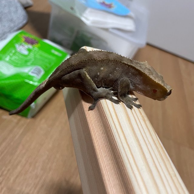 노멀 바이 팬텀 패턴리스 벅스킨 화이트포트홀