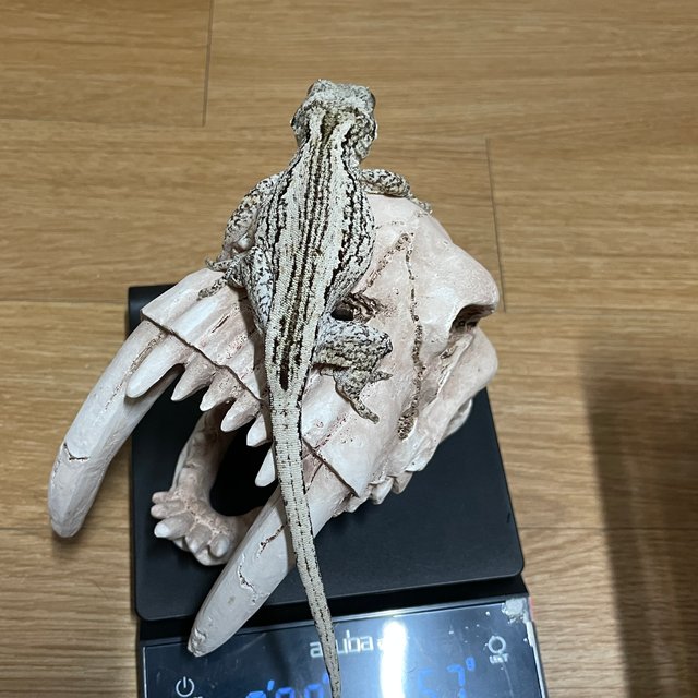 노멀 스트라이프 오렌지