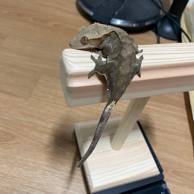 노멀 바이 팬텀 패턴리스 벅스킨 화이트포트홀