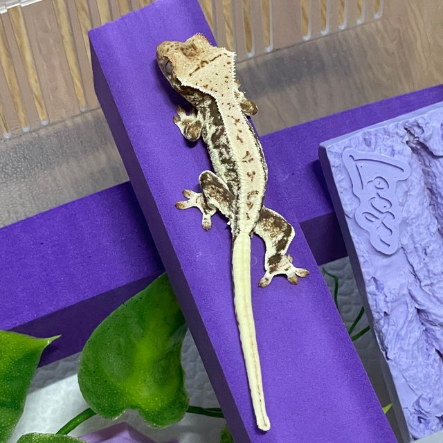 릴리화이트 화이트 풀핀 쿼드