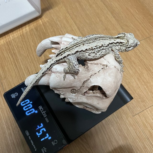 노멀 스트라이프 오렌지