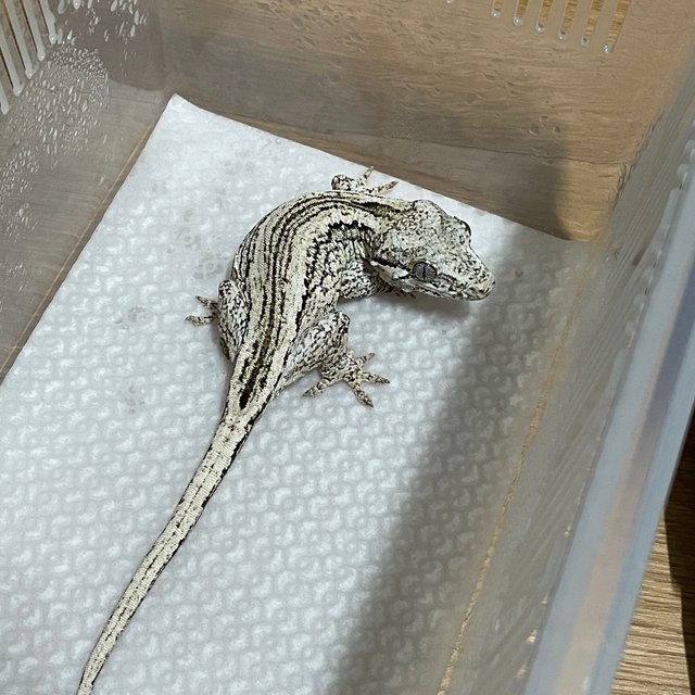 노멀 스트라이프 오렌지