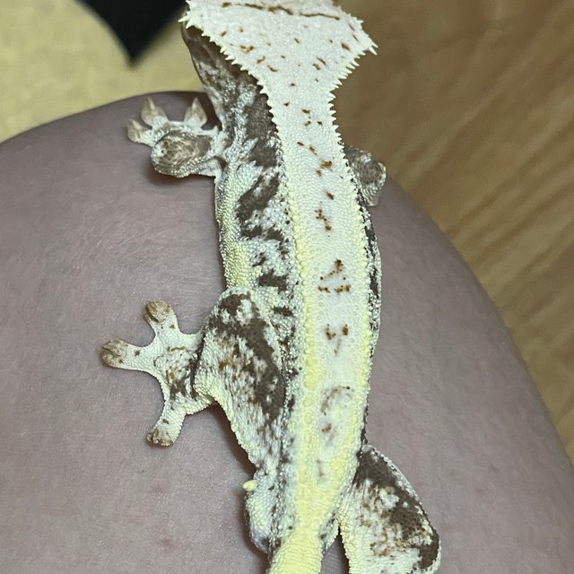 릴리화이트 화이트 풀핀 쿼드