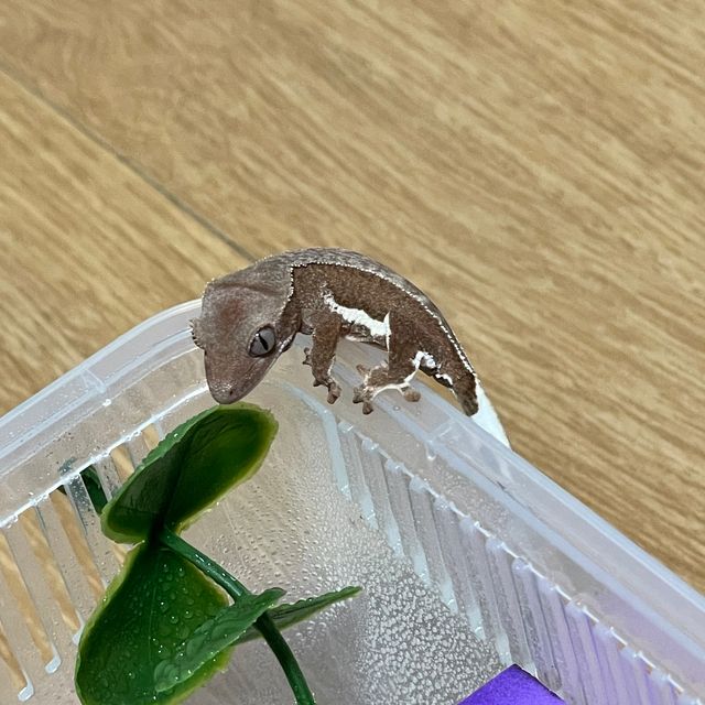 팬텀