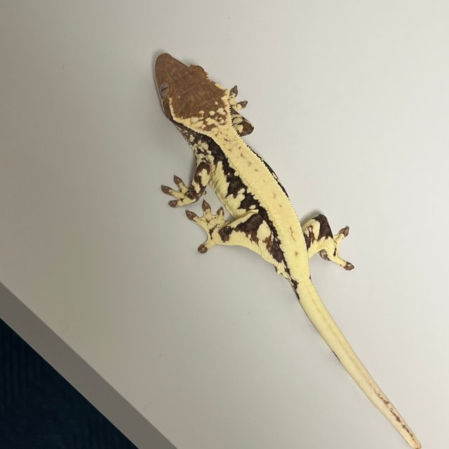 프라푸치노 100%헷아잔틱