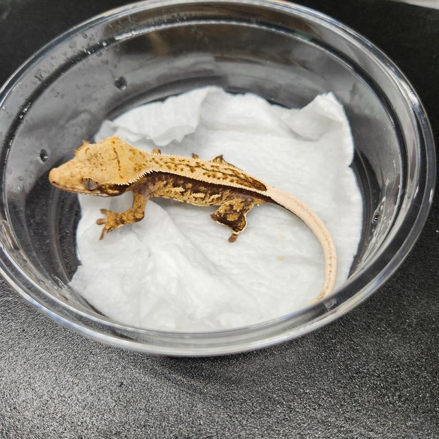 트라이