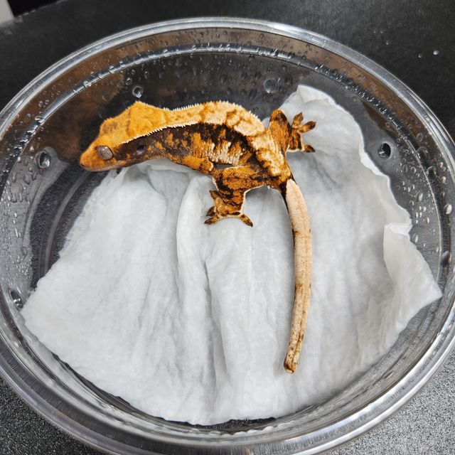 트라이 텐저린