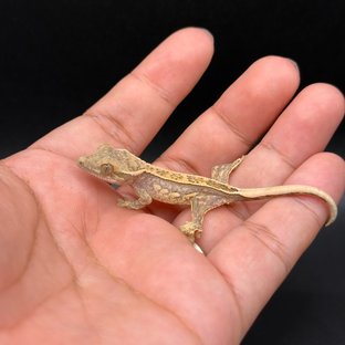 Normal Quad Full Pinstripe