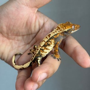 노멀 트라이 화이트스팟