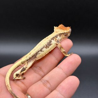 릴리 세이블 트라이