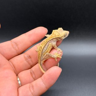 노멀 핀스트라이프 쿼드