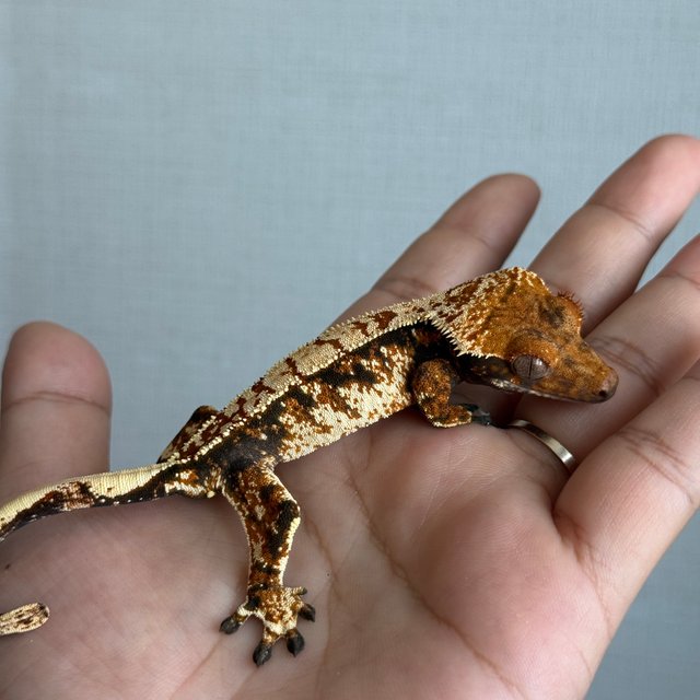 노멀 트라이 화이트스팟