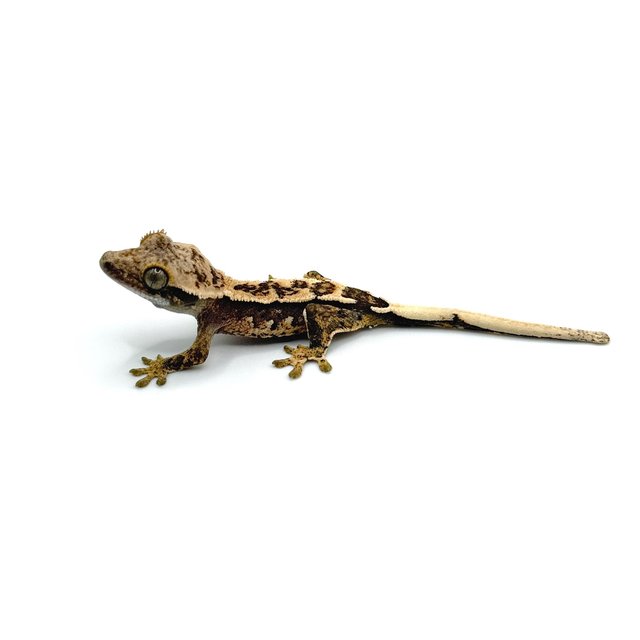 노멀 익스트림할리퀸 트라이