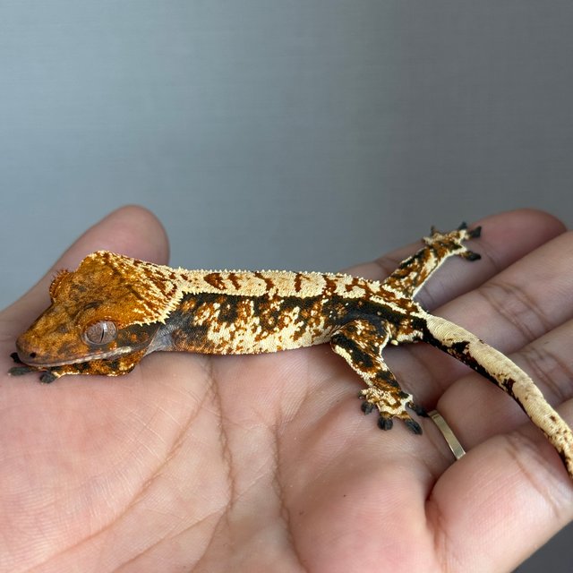 노멀 트라이 화이트스팟