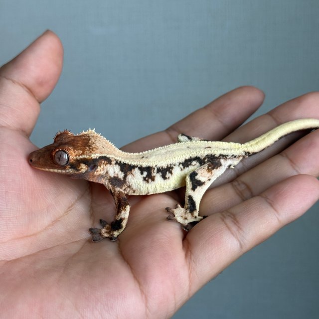 릴리 세이블 트라이