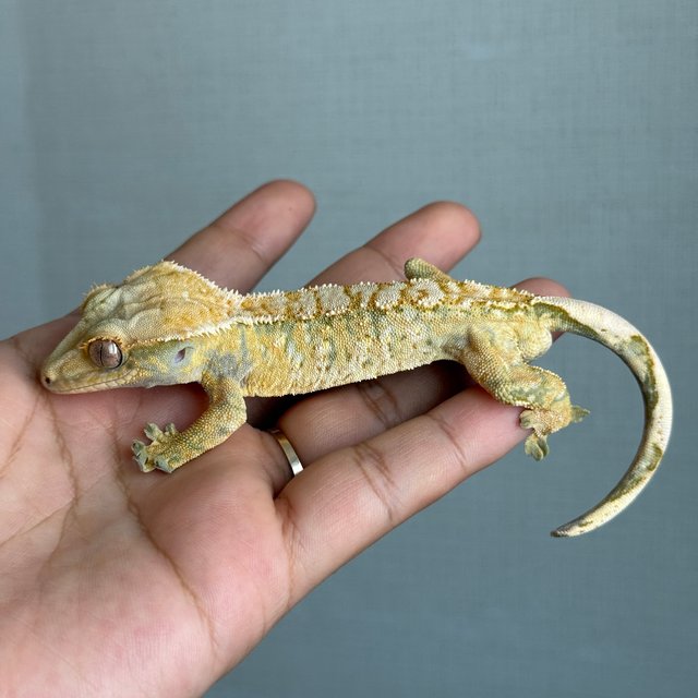 노멀 트라이 화이트스팟