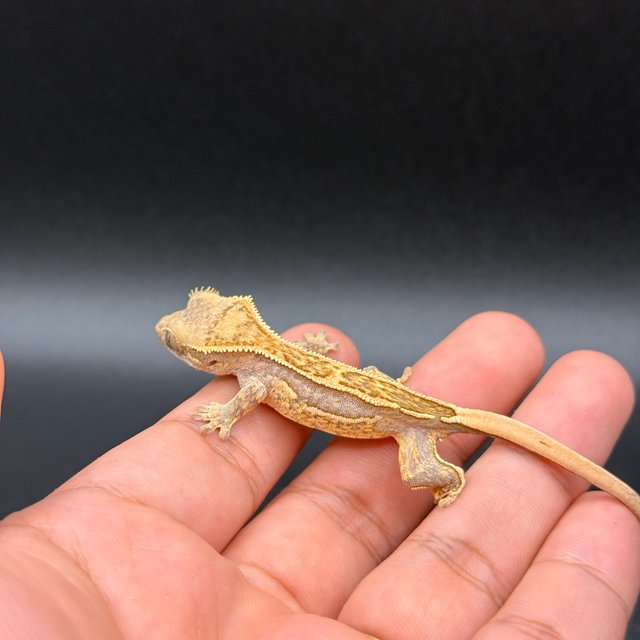 노멀 핀스트라이프 쿼드