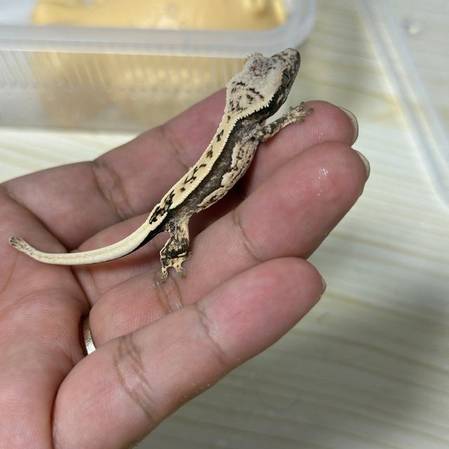 노멀 트라이 핀스트라이프 쿼드