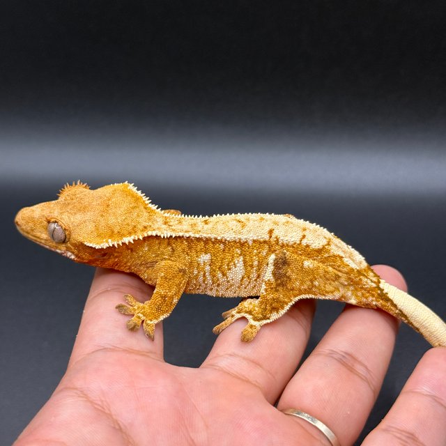 노멀 레드 화이트스팟 익스트림할리퀸 텐저린 화이트