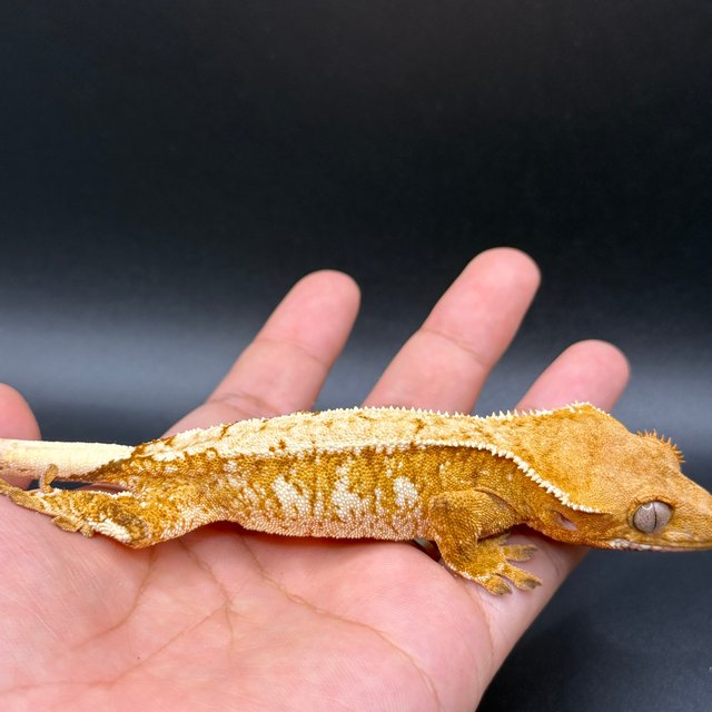 노멀 레드 화이트스팟 익스트림할리퀸 텐저린 화이트