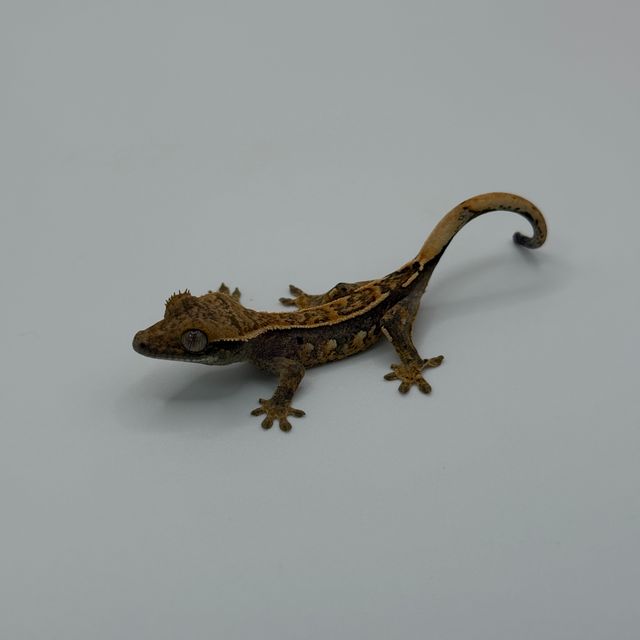 쿼드 핀스트라이프 노멀