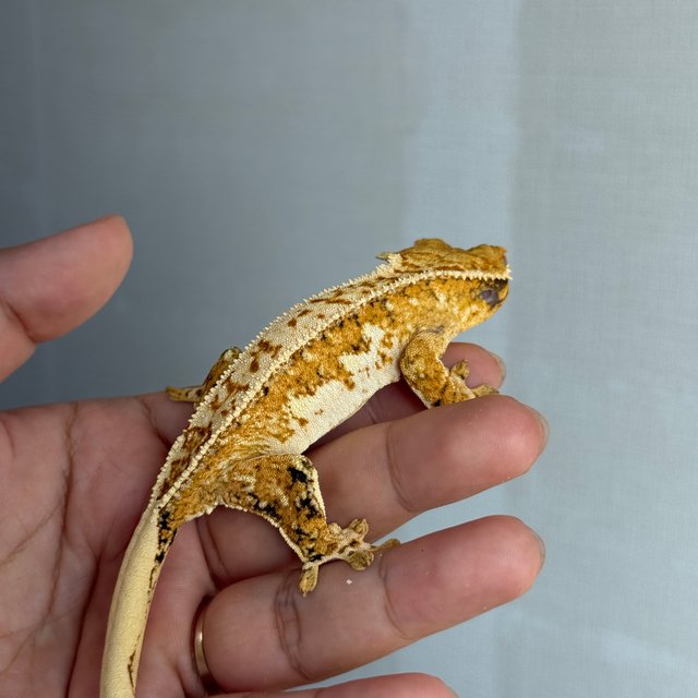 노멀 트라이 쿼드