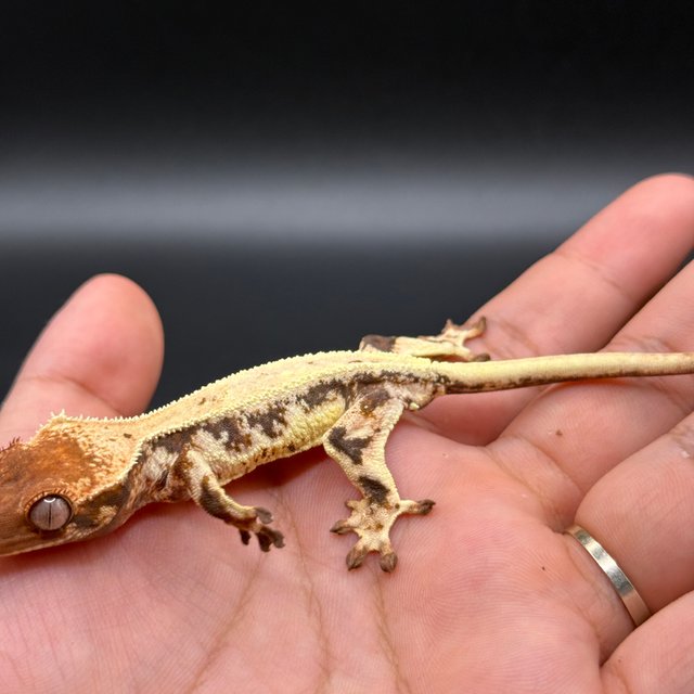 릴리 세이블 트라이