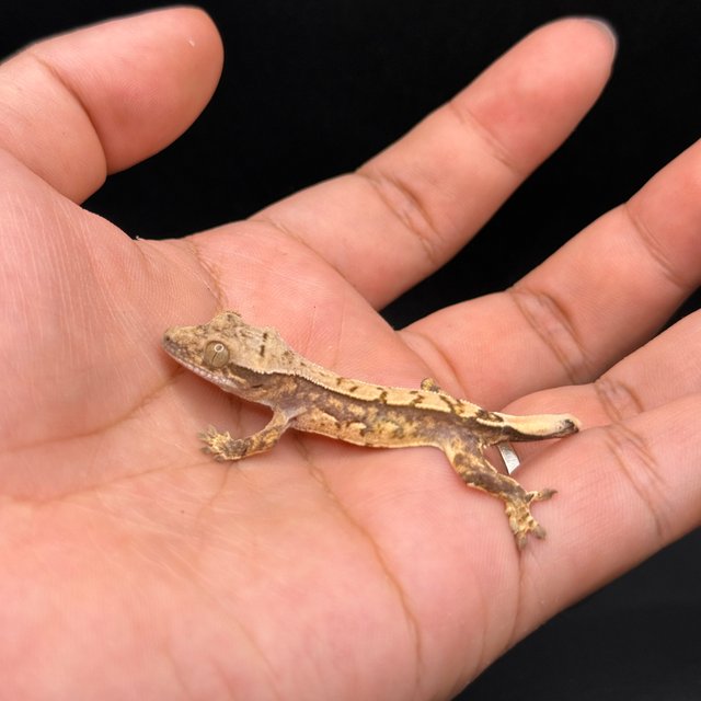 노멀 트라이 화이트스팟 쿼드