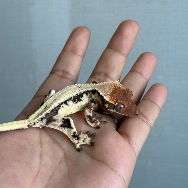 릴리 세이블 트라이