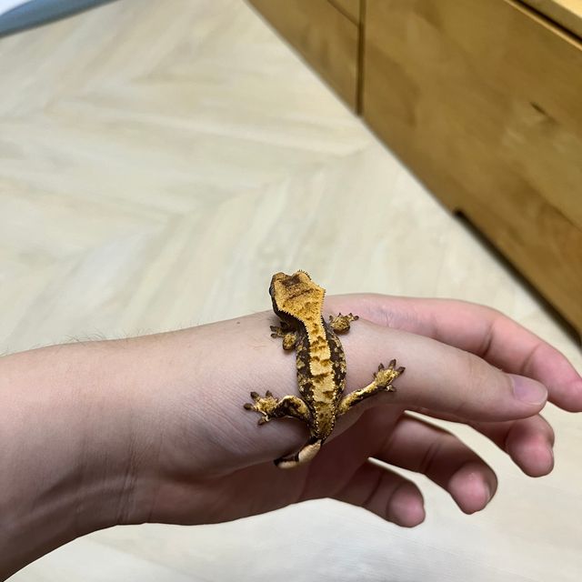 트라이